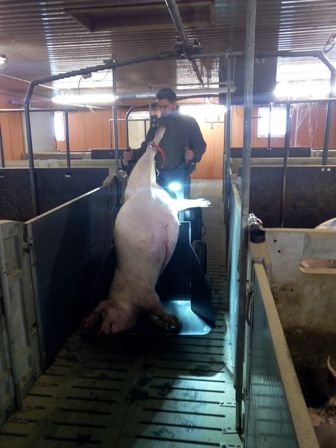 elevage porcin - evacuation dun porc mort en engraissement