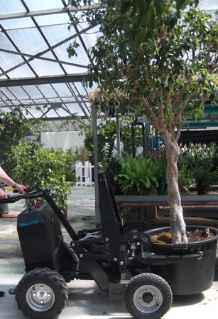 deplacement of tree specimens with Extramate electric clamp