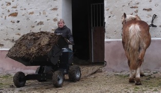 transportation of the manure with Extramate electric carrier